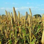 Millets – The Magic Grains