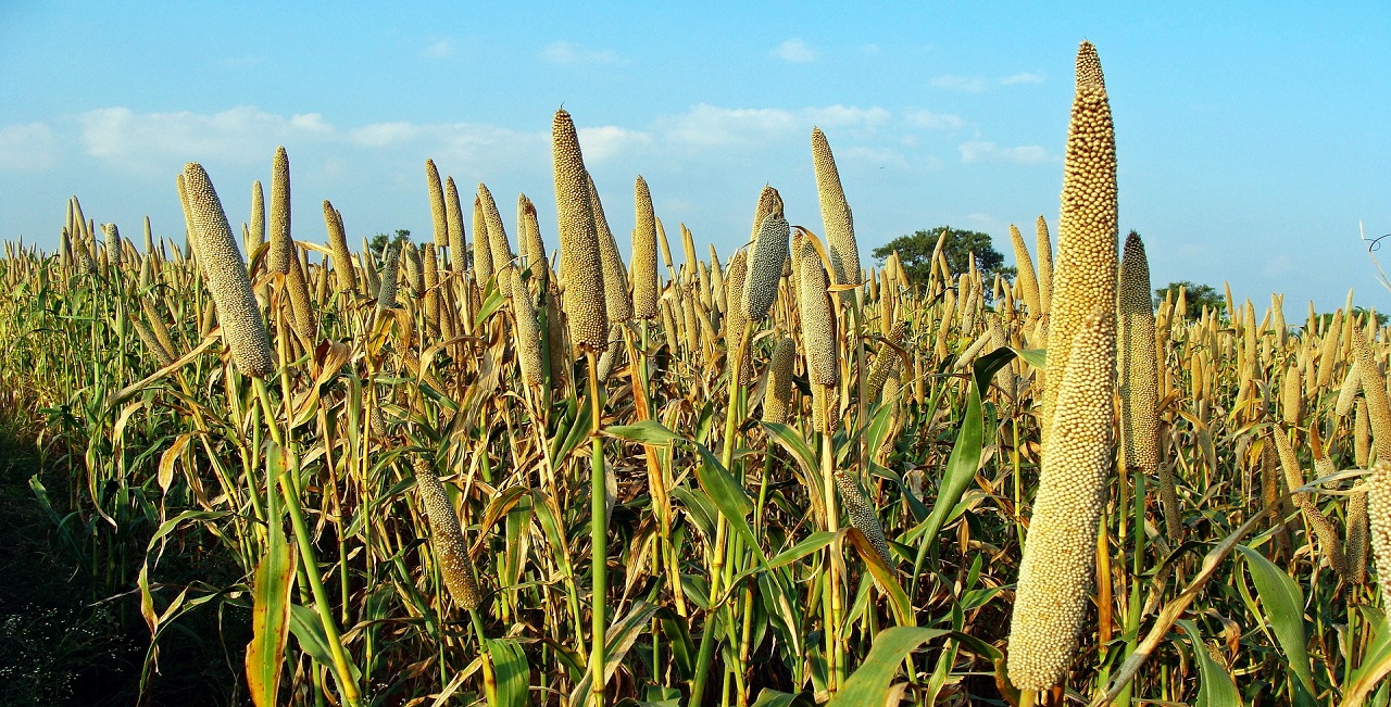 Read more about the article Millets – The Magic Grains